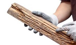 What Do Termites Damage? | Structures Prone to Termite Infestations