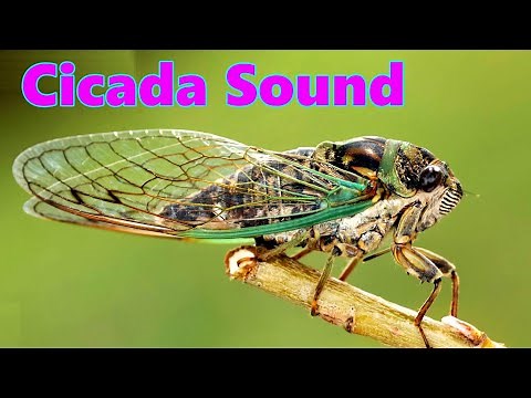 cicada sound and video