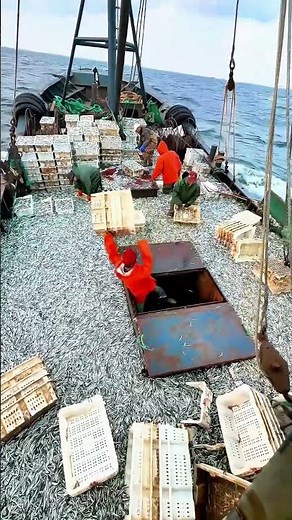 A Boat Full of Fish ! Getting the Boxes Ready on a Fishing Boat