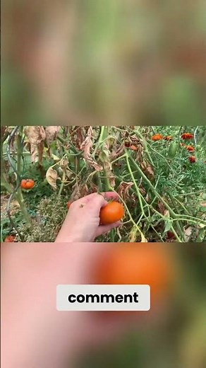 Soupe à la tomate du jardin Recette facile et délicieuse