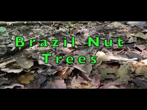 BRAZIL NUT TREES IN THE AMAZON RAINFOREST