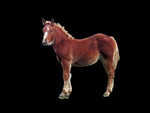 snorting horse sound effect.