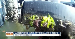A deep dive into artificial mini reefs