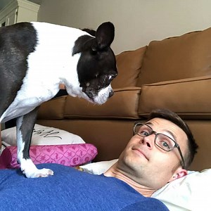 12 Tips On Stopping An Aggressive Boston Terrier! - Boston Terrier Society