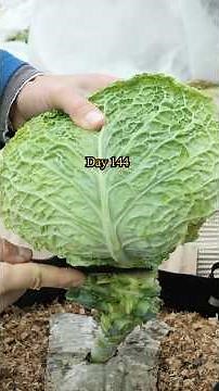 Growing Savoy Cabbage from Seed to Harvest