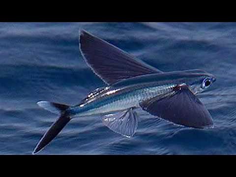 Flying Fish Documentary Video YouTube Flying fish live in all of the oceans