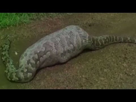 Indian rock python swallows baby antelope