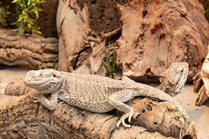 bearded-dragon-habitat