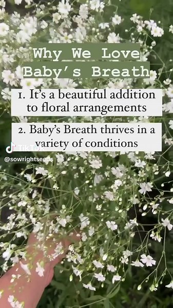 This quick blooming variety is popular in cut flower arrangements. Easy to grow, thriving in a variety of conditions. Start baby's breath seeds indoors for early blooms - Large, premium seed packets give instructions on how to grow and when to plant outdoors. #babybreath #flower #flowers #floralarrangements #garden #flowergarden #floral
