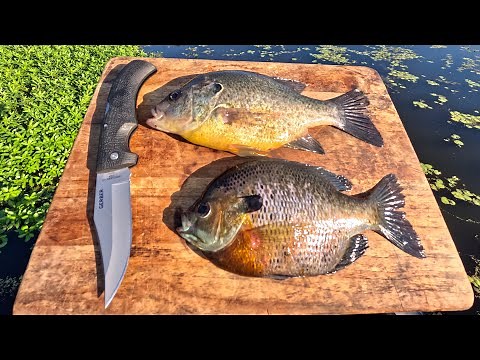 Deep Fried Shellcracker/Bluegill Catch n' Cook in the SWAMP!