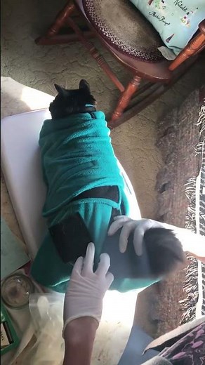 Treating an Anal Gland Abscess in a Cat with the Calm & Cozy Cat Wrap