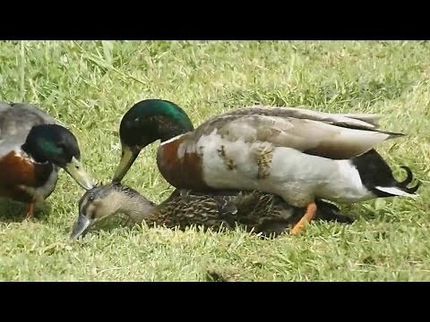 Mallard Ducks Mating - Duck Mating