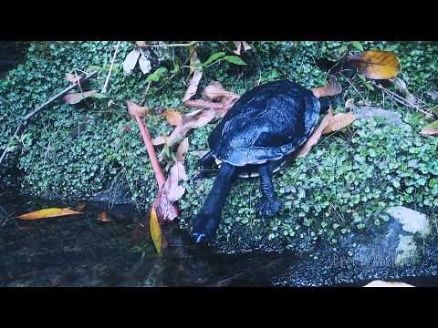 Eastern long-necked turtle (Chelodina longicollis)