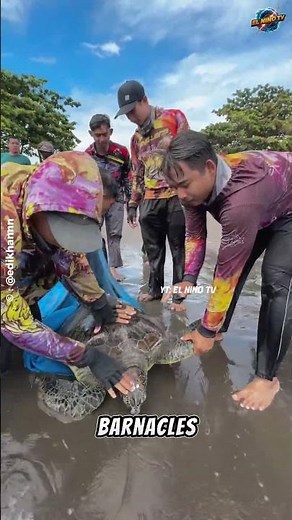 Rescuing Two Sea Turtles Trapped in a Fishing Net 🐢 #turtle #sea #ocean #net #rescue #shorts