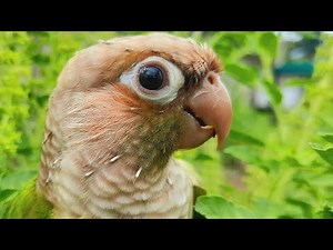 Talking Conure Birds Sounds / green conure bird singing voice to day so fun