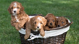 Cavapoo Puppies from Cavapoo Kennels of Western New York