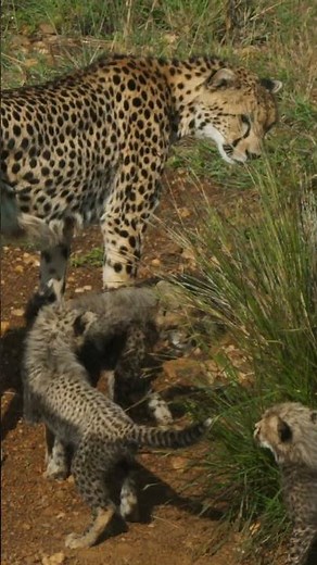 30 Seconds of Baby Cheetahs! | @natgeokids