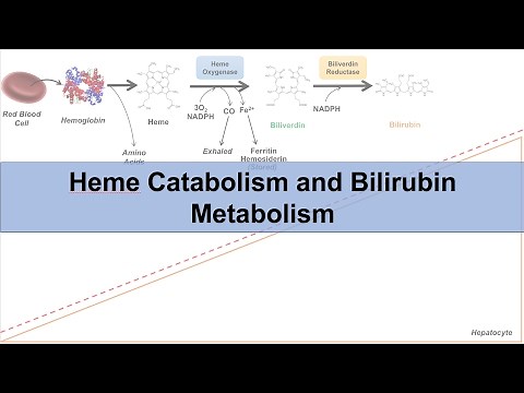 Heme Catabolism and Degradation Pathway - Biochemistry Lesson