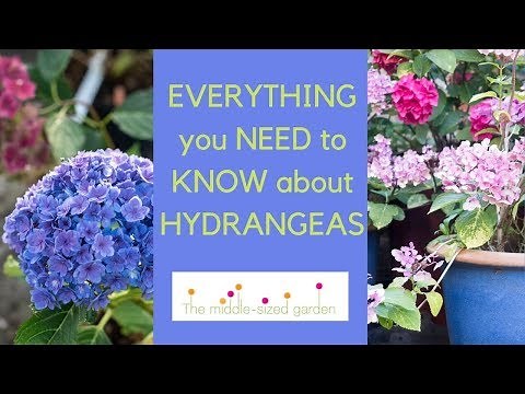 Hydrangeas - everything you need to know about growing hydrangeas in your garden