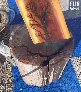 Wow, amazing process, it looks just like tree roots... 😳😯😯 Credit: Newsflare | Fur University