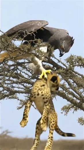 Eagle Attacks Baby Cheetah:Caught on Camera!Shocking Moment