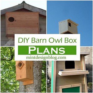 15 Free DIY Barn Owl Box Plans For Your Garden