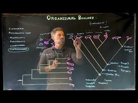 Comparing Phylogenetic trees and Cladograms