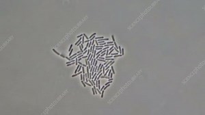 Lactobacillus bacteria dividing, light microscopy - Stock Video Clip - K007/4724