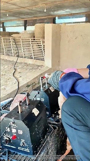 Duck Beak Cauterization : A Quick and Humane Practice