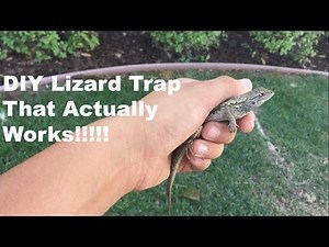 How to Catch a Common House Lizard and Keep It As a Pet