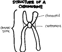 structure-of-cell