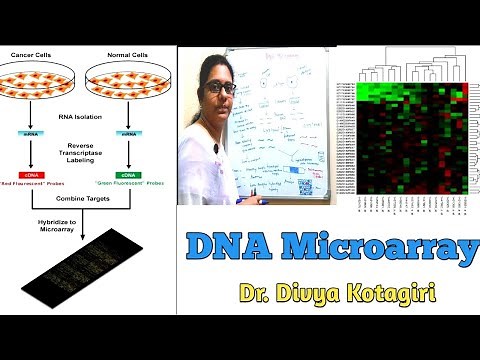 DNA microarray # Gene chip # DNA chip # Genes & Genus