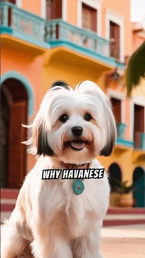 Havanese Dog Breed | Fun Facts #dog