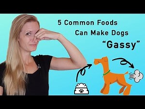 Sick of Stinky Dog Farts? These 5 Common Food Types Can Make Dogs “Gassy"