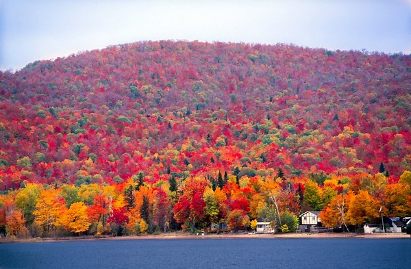 Why do leaves change color in the fall?