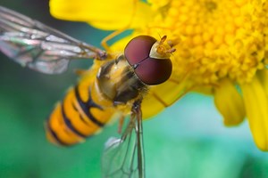 DIY: How I built my own super macro rig for less than $250