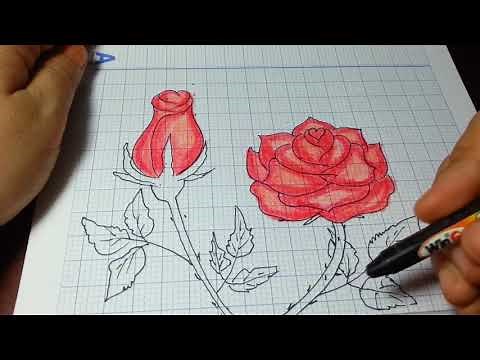 VẼ HOA HỒNG ĐƠN GIẢN NHẤT/How to Draw a Rose (and add color) Super EASY Realistic