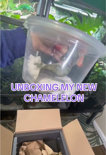 Neptune the Chameleon on TikTok