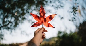 13 Best Canadian Dividend Stocks For 2025 » Tawcan