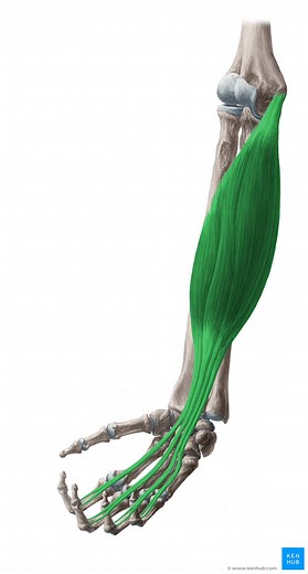 Flexor digitorum superficialis muscle