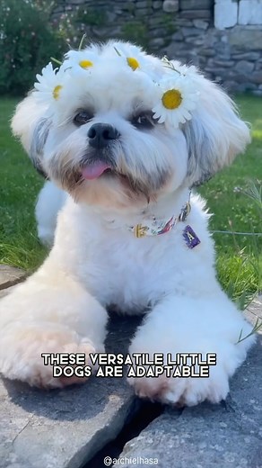 26K views · 683 reactions | Lhasa Apso  One Of The Laziest Dog Breeds In The World #lhasaapso #lhasaapsolove #lhasaapsopuppy #lhasaapsobrasil #lhasaapsoofinstagram #lhasaapsolovers #lhasaapsoworld #lhasaapsoclub #lhasaapsos #lhasaapsolife | 1 Minute Animals | Facebook
