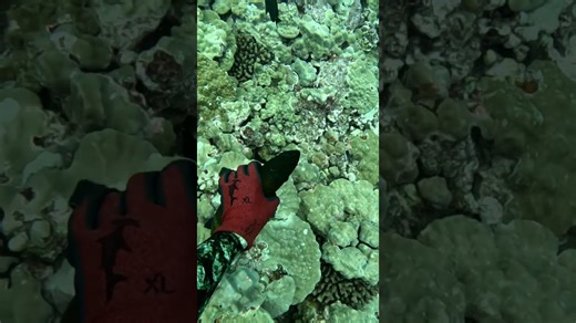 free fish from the local grocery store