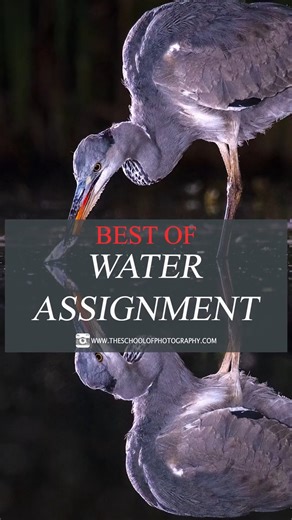 46 reactions | Best of the Water Assignment! At TSOP our members get monthly assignments to push their newly acquired photography skills and challenge their creativity! Last month was Water There were 100’s of great images and here are a selection of some of our favourites! What’s your favourite – Let us know in the comments. Become a member & get involved in our assignments - Click link below www.theschoolofphotography.com/courses/membership | The School of Photography | Facebook