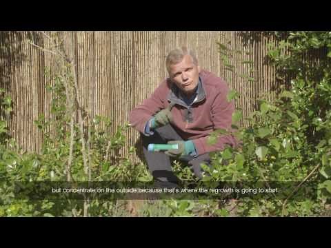 How to kill a tree stump with Roundup Tough Gel | Videos | Roundup Weedkiller