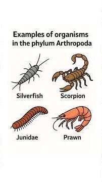 Examples of Arthropoda 🦐🦂 | Silverfish, Scorpion, Millipede & Prawn Explained #biology #neet #shorts