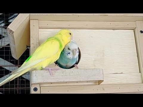 "Ultimate Budgie & Parrot Aviary Setup | Creating a Safe and Fun Home for Your Birds"