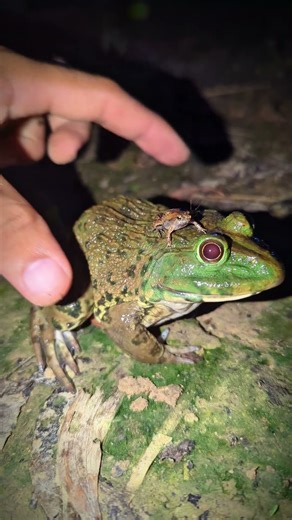 Catch a funny frog | Funny frog video | Frog Adventure at Night