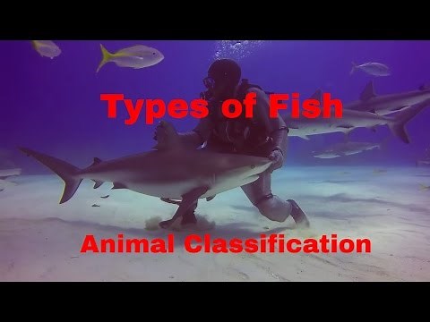 Types of Fish-Animal Classification