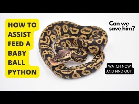 Ball Python assist feeding. How to save a baby snake’s life!