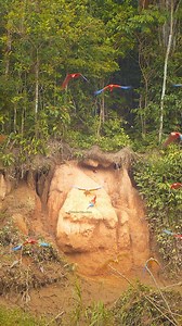 253K views · 3.7K reactions | Scarlet and Blue Yellow Macaws #macaw #scarlet #yellow #blue #parrot #back #nature #wildlife HA00190 | HAWI Studios | Facebook